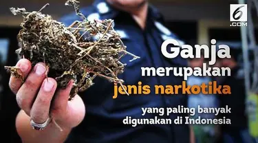 Ganja dikenal sebagai psikotropika karena mengandung zat tetrahidrokanabino. Orang yang mengonsumsi bisa mengalami euforia atau rasa senang yang berkepanjangan.