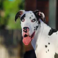 Anjing asal Finlandia ini punya wajah dengan banyak ekspresi menggemaskan!