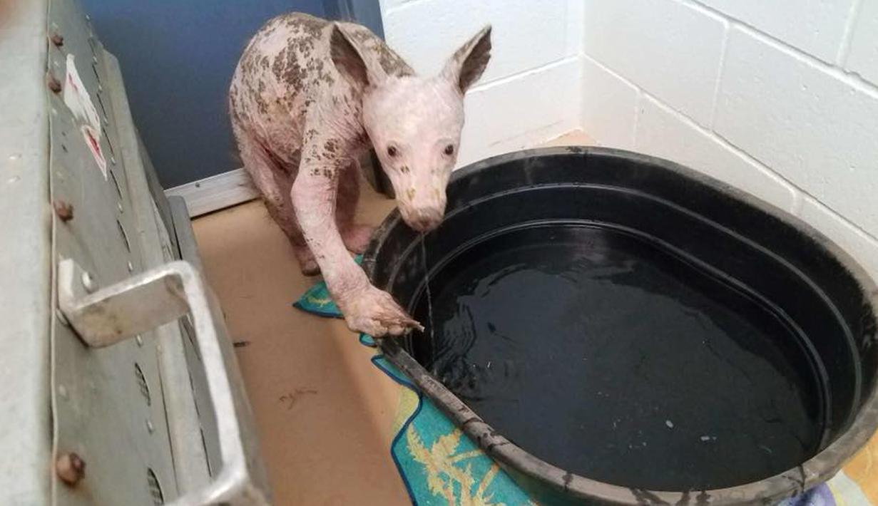 Beruang tersebut kehilangan semua bulu karena kutu dan tungau di tubuhnya. Beruang itu juga diberikan obat mandi khusus untuk membunuh semua tungau yang menempel di tubuh beruang itu. (twitter.com/HumaneSociety)