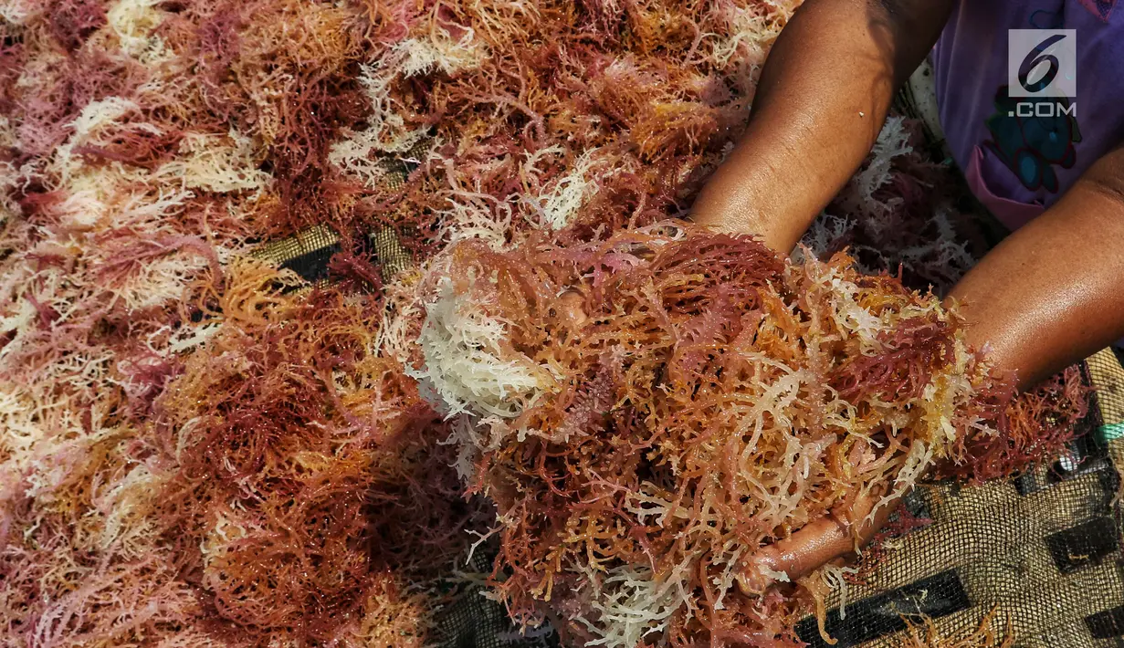 Warga tengah memilah rumput laut di Kawasan Pulau Panggang, Kepulauan Seribu, Jakarta, Rabu (18/9/2019). Hasil laut tersebut dijual dengan harga Rp7000 per kilogram untuk memenuhi kebutuhan rumah tangga sehari-hari yang rata-rata mata pencahariannya adalah Nelayan. (Liputan6.com/Johan Tallo)