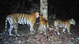 Sebuah populasi baru harimau Indocina yang terancam punah ditemukan di taman nasional di Thailand timur, 28 Maret 2017. Perangkap kamera menemukan sebuah populasi kecil dengan setidaknya enam anak harimau di dalam hutan itu. (HO/DNP-FREELAND/PANTHERA/AFP)