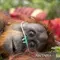 Ketika Api Menghanguskan Rumah Satwa Liar Kalimantan