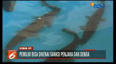 Kementerian Kelautan dan Perikanan Yogyakarta amankan belasan ikan predator agar tidak dilepasliarkan di perairan umum.