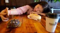 Foto pada 18 Agustus 2018 menunjukkan seorang pelanggan berswafoto dengan ular piton albino di Reptile Cafe, Phnom Penh, Kamboja. Kafe ini dibuka untuk mengubah reputasi kadal dan ular di kalangan orang yang tidak suka reptil. (AFP/TANG CHHIN Sothy)