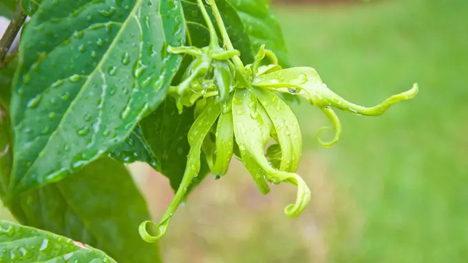 Benarkah Bunga Kenanga Hijau Bisa Sembuhkan Kanker Payudara?