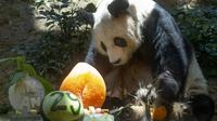Panda raksasa China An An merayakan ulang tahunnya yang ke-29 di Ocean Park di Hong Kong pada 28 Juli 2015. "Ocean Park dengan sangat sedih mengumumkan kepergian An An,". (AP Photo/Kin Cheung)