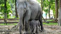 Gajah Ngatini bersama anak pertamanya yang lahir di Taman Wisata Alam Buluh Cina. (Liputan6.com/M Syukur)