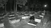 Rekaman penjaga budidaya lebah yang memperlihatkan beruang madu di Kabupaten Pelalawan. (Liputan6.com/M Syukur)