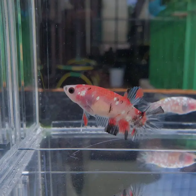 Diary Fimela: Menilik Hobi Jadi Rejeki dari Bisnis Cupang di Masa Pandemi