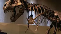 Penemuan Jejak Kaki Berukuran 7 Meter Ungkap Cara T-Rex Dewasa Berjalan