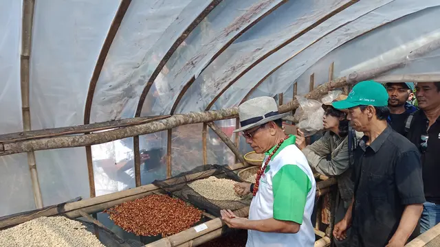 Kepala Kantor Staf Presiden (KSP) menghadiri panen kopi di Gunung Puntang