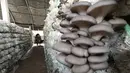 Seorang warga memeriksa pertumbuhan jamur-jamur pangan di sebuah rumah kaca di Wilayah Luannan, Provinsi Hebei, China utar (7/10/2020). Output tahunan dari berbagai jenis jamur pangan di wilayah tersebut mencapai lebih dari 10 juta kilogram. (Xinhua/Yang Shiyao)