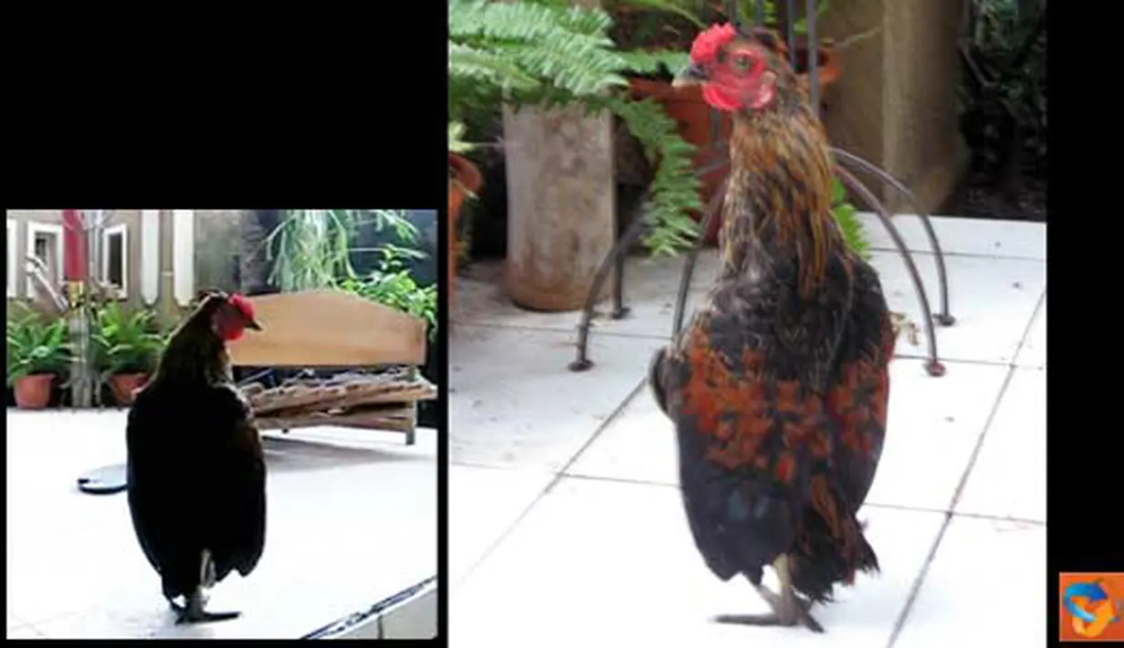 Citizen6, Bali: Ayam jantan berusia lebih dari tiga tahun ini memiliki keunikan pada bentuk tubuhnya, bentuk tubuh ayam ini tegak seperti bebek. ayam ini berada di Desa Penarukan, Singaraja, Bali. (Nyoman Sujana).