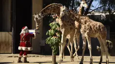 Seorang pria berpakaian Sinterklas memberikan hadiah berupa makanan kepada jerapah sebagai bagian dari tradisi Natal di Kebun Binatang La Aurora, Kota Guetemala, Selasa (20/12/2022). Setiap tahunnya kebun binatang mengundang warga disana untuk menghadiri kegiatan bersama hewan-hewan. (Orlando ESTRADA / AFP)