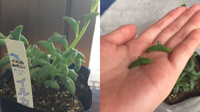 copyright by RocketNews24