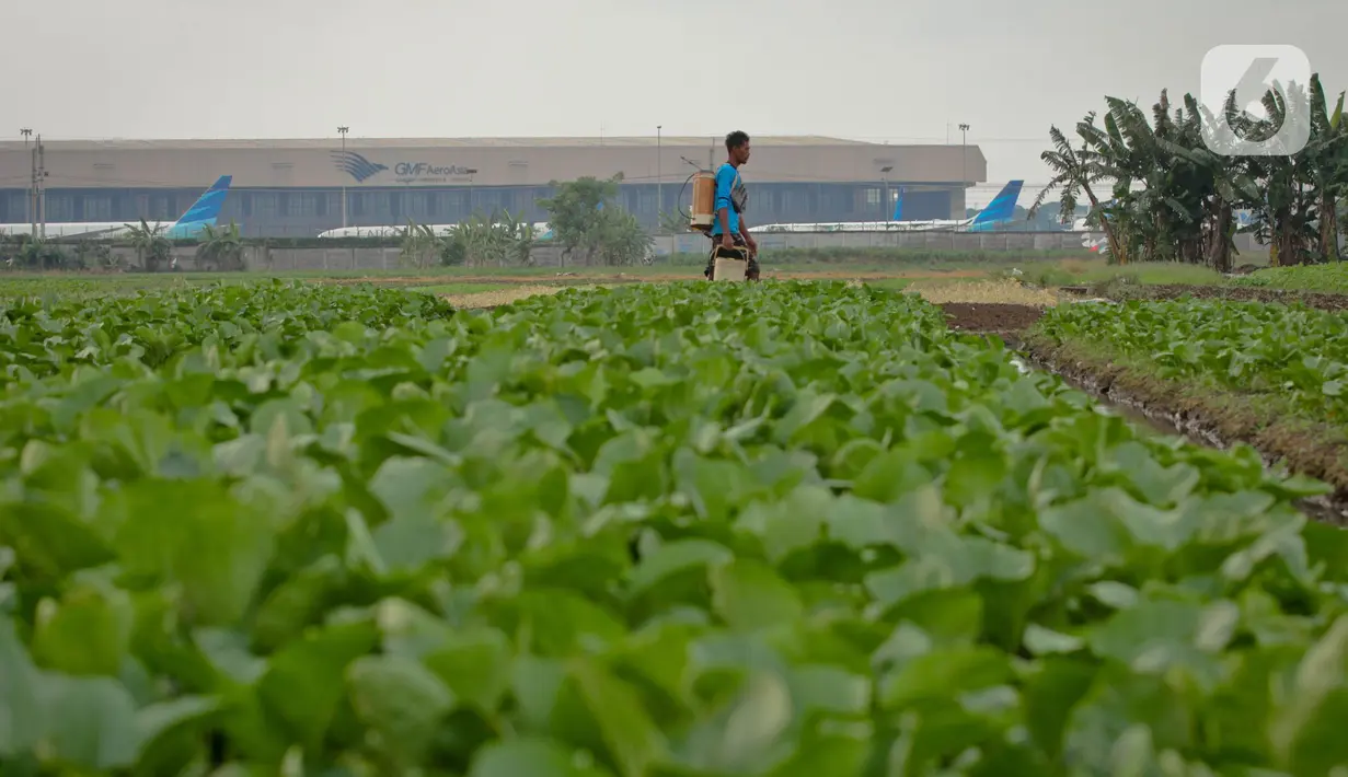 Petani menyirami lahan yang ditanami sayuran di Jalan Irigasi, Neglasari, Kota Tangerang, Senin (11/7/2022). Para petani sayuran di tempat tersebut menanam sayuran bayam dan caisim yang nantinya akan dijual di Pasar tradisional di Kota Tangerang. (Liputan6 com/Angga Yuniar)