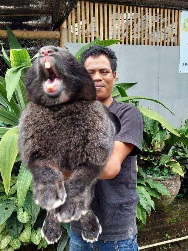 6 Potret Kelinci Raksasa Jenis Flemish, Ukuran Tubuh Bisa Sebesar Manusia