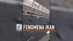 Ikan bonito tersebar di jalan raya Osaka, Jepang. Fenomena ini membuat lalu lintas di sekitar macet sepanjang 100 meter. Polisi tengah menyelidiki penyebab insiden ini.