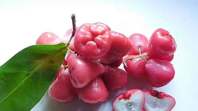 Ilustrasi Jambu Air