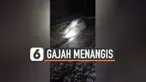 BAYI GAJAH