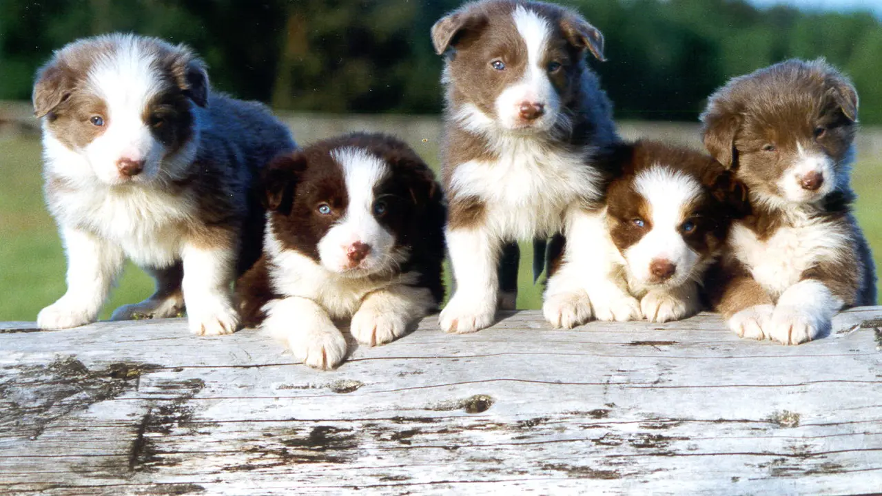 8 Langkah Menyambut Anjing Peliharaan