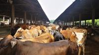 Menteri Pertanian (Mentan) Syahrul Yasin Limpo menargetkan adanya peningkatan sektor peternakan di Provinsi Lampung. (Dok Kementan)