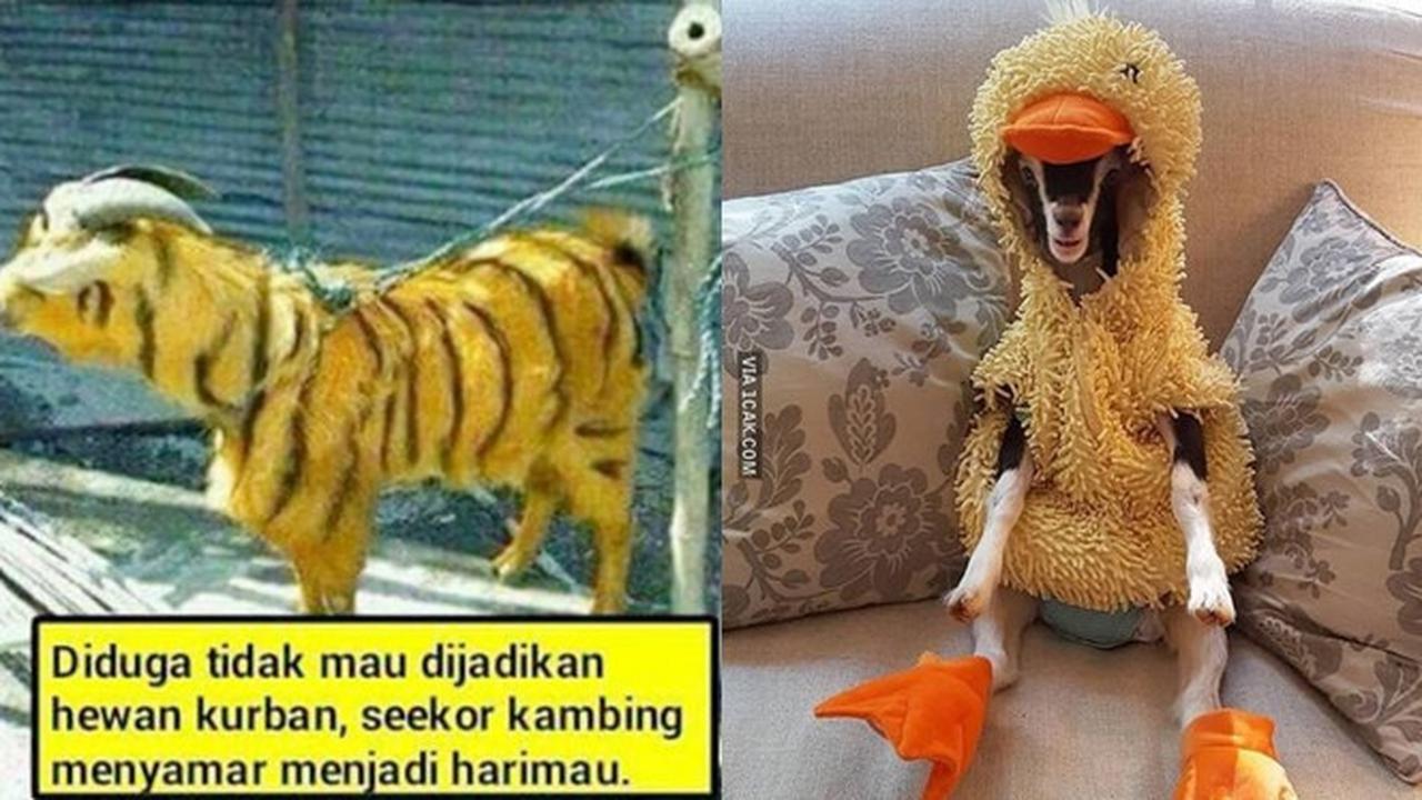 6 Potret Kambing Menyamar Jelang Dikurban Ini Bikin Ngakak