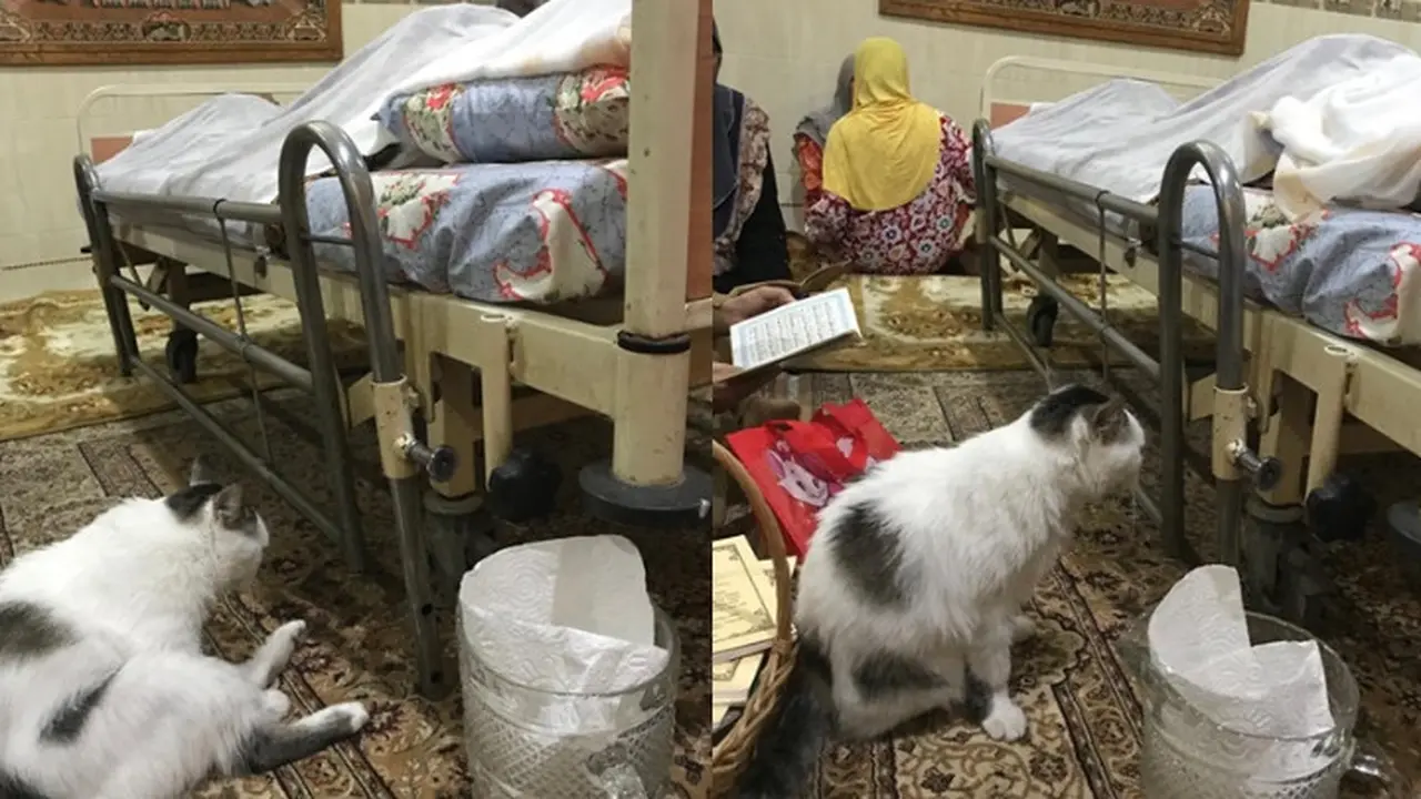 Kisah Haru Kucing Setia yang Tak Mau Makan Setelah Tuannya Tiada