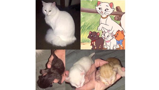 Kucing mirip tokoh animasi (Sumber:Facebook/DuchessandKittens)