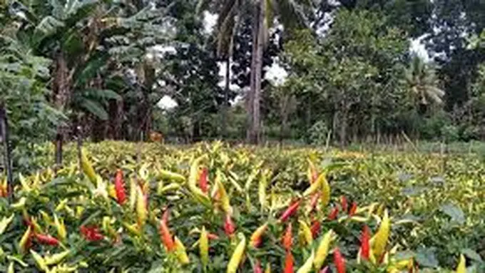 Ilustrasi tanaman cabai di Lumajang (Istimewa)