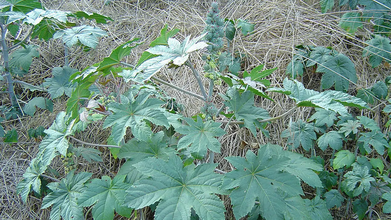 Biji Jarak
