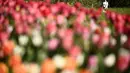 Pengunjung berjalan melewati hamparan bunga tulip di taman Kastil Pralormo di Pralormo, dekat Turin (11/4/2022). Lebih dari 75.000 bunga tulip bermekaran di waktu yang sama waktu dan mengumumkan kedatangan musim semi. (AFP/Marco Bertorello)