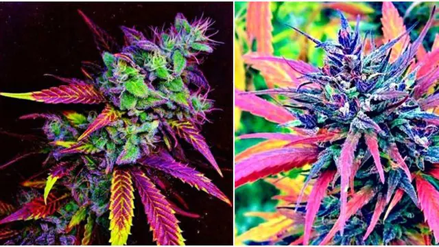 Foto: copyright tumblr.com