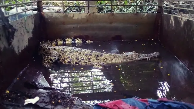 Buaya muara dari Sungai Siak yang dievakuasi ke Kebun Binatang Kasang Kulim.