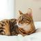 Here are some of the worst cat breeds for first time owners. (Photo: Paul Hanaoka/Unsplash)
