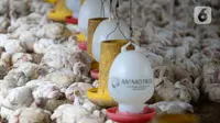 Sekumpulan ayam potong yang sudah siap dijual menunggu makanandi Kawasan Gunung Sindur, Kabupaten Bogor, Jawa Barat, Selasa (22/09/2020). Harga ayam potong di sana dijual Rp 24 ribu per kilogram, di mana saat masa pandemi harganya mengalami naik turun di pasaran. (merdeka.com/Dwi Narwoko)