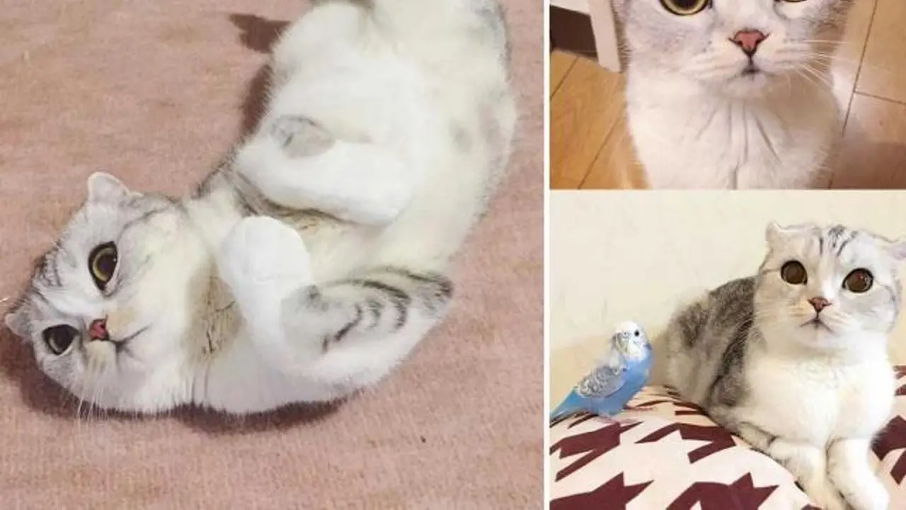 Hana, kucing yang menjadi bintang Instagram. (Instagram Hana__Kitty)