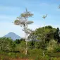 Gunung Klabat di Sulawesi Utara. (Dok: Gunung Bagging&nbsp;