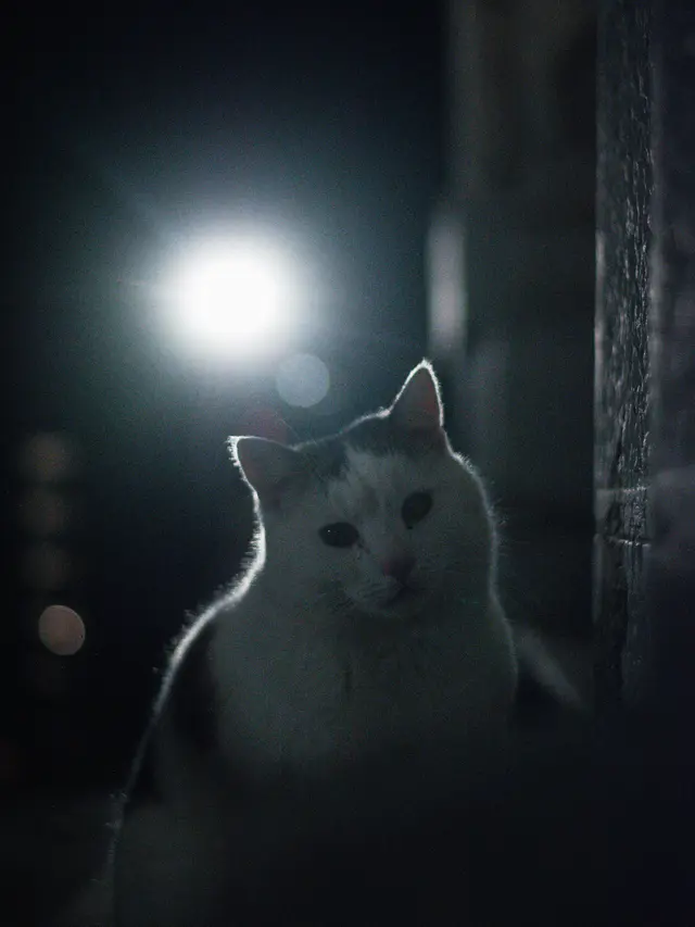 Kucing