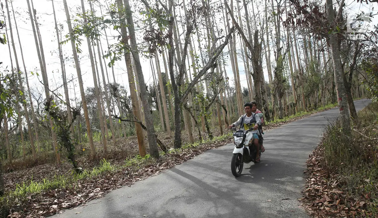 Pengendara motor melintasi kebun yang kering di Desa Besakih, Karangasem, Bali, Jumat (8/12). Erupsi Gunung Agung yang memuntahkan abu vulkanik menyebabkan kawasan Besakih yang sebelumnya hijau menjadi gersang. (Liputan6.com/Immanuel Antonius)