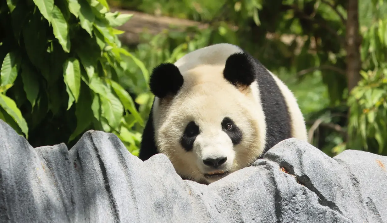 Kebun Binatang San Diego kembali kedatangan dua panda raksasa dari China. (Sandy Huffaker / AFP)