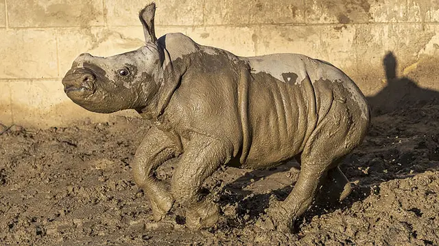 Seekor badak putih lahir di San Diego Zoo Safari Park pada 21 November 2019 diberi nama Future. (Ken Bohn/San Diego Zoo via AP)