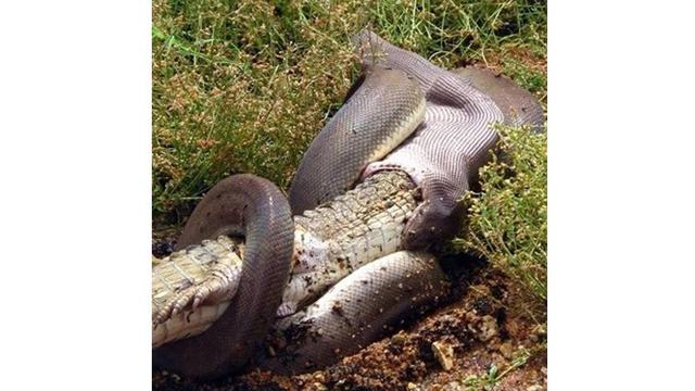 7 Bukti Australia Dihuni Reptil-reptil Mengerikan
