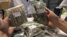 Pengunjung membeli aneka jenis ganja yang dijual di apotek ganja di Tel Aviv, Israel (2/3/2016). Apotek ganja ini menjual berbagai jenis ganja medis serta olahannya untuk kesehatan. (AFP Photo/Jack Guez)