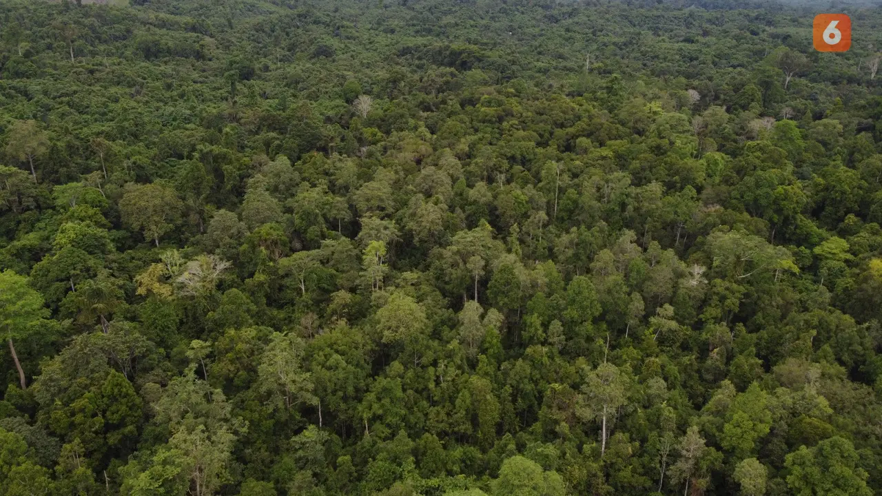 Hutan Kalimantan