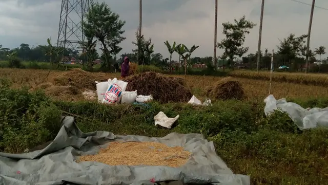 Panen Raya Aman dan Produksi Padi di Kabupaten Malang Surplus