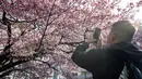 Musim sakura di Jepang sangat dinanti-nantikan oleh penduduk setempat dan pengunjung, dan pengumuman dimulainya musim sakura di Tokyo diberitahukan oleh kantor-kantor berita utama dan disiarkan secara live di televisi. (Photo by Richard A. Brooks / AFP)