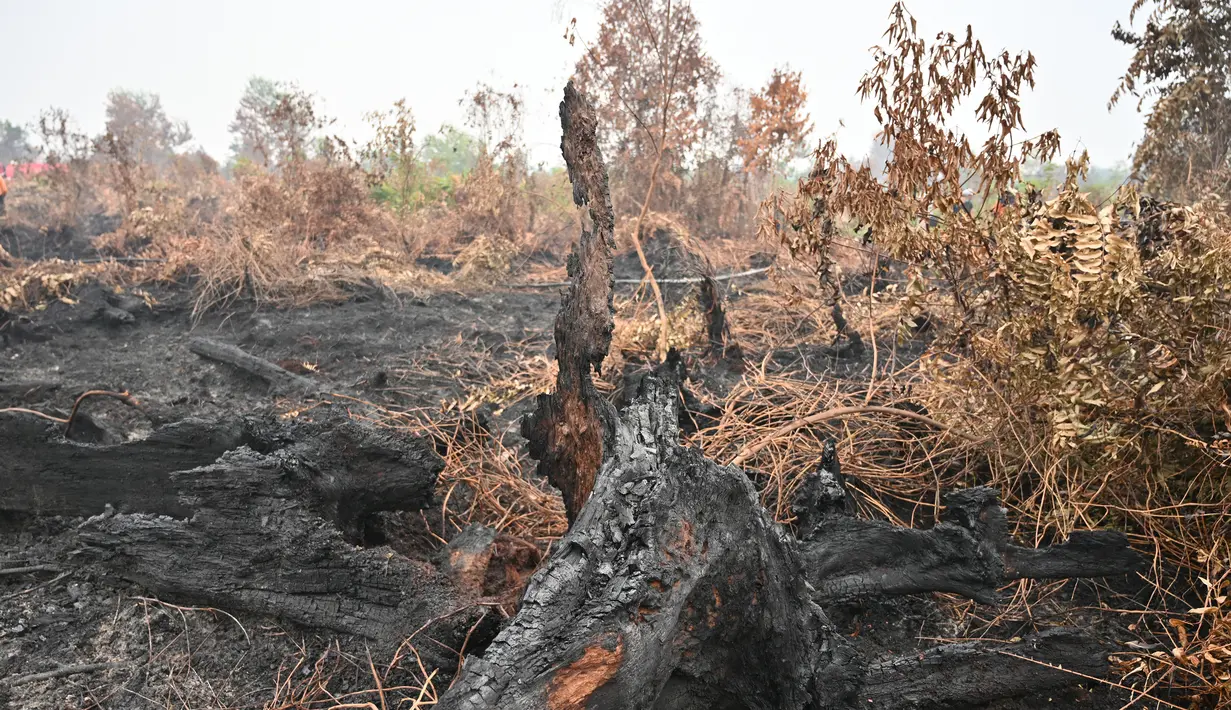 Suasana kondisi lahan yang hangus terbakar di Kabupaten Kampar, Provinsi Riau, Kamis (12/9/2019). Titik api kebakaran yang terjadi di Indonesia telah melonjak tajam. (AFP Photo/Adek Berry)