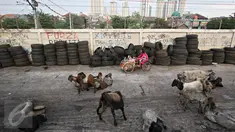 Puluhan kambing berkeliaran di jalur inspeksi Kanal Banjir Barat, Jakarta, Rabu (17/2). Kurangnya ruang terbuka hijau membuat peternak terpaksa mengembalakan hewan ternaknya di tempat yang tidak semestinya. (Liputan6.com/Immanuel Antonius)