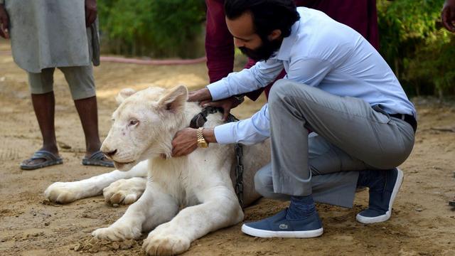 Kisah Khawaja Pria Pakistan Yang Pelihara 800 Harimau Dan